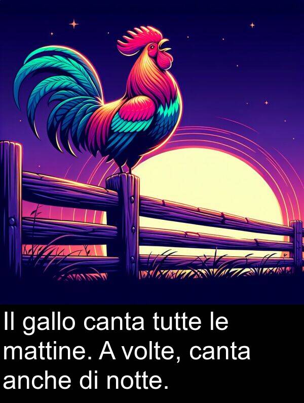 gallo: Il gallo canta tutte le mattine. A volte, canta anche di notte.