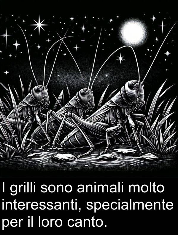 canto: I grilli sono animali molto interessanti, specialmente per il loro canto.