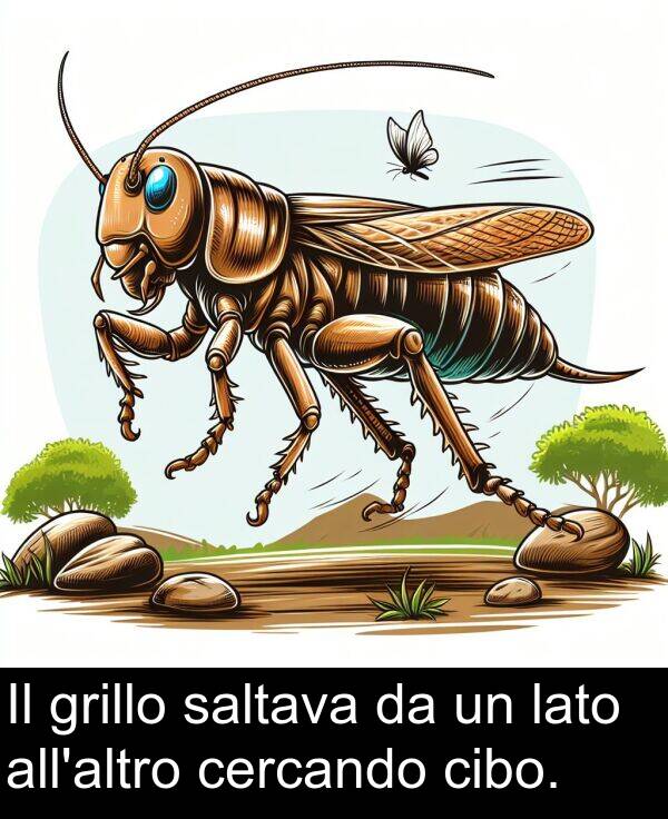 lato: Il grillo saltava da un lato all'altro cercando cibo.