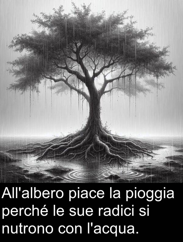 radici: All'albero piace la pioggia perché le sue radici si nutrono con l'acqua.