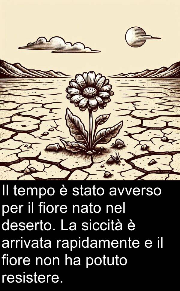 nato: Il tempo è stato avverso per il fiore nato nel deserto. La siccità è arrivata rapidamente e il fiore non ha potuto resistere.