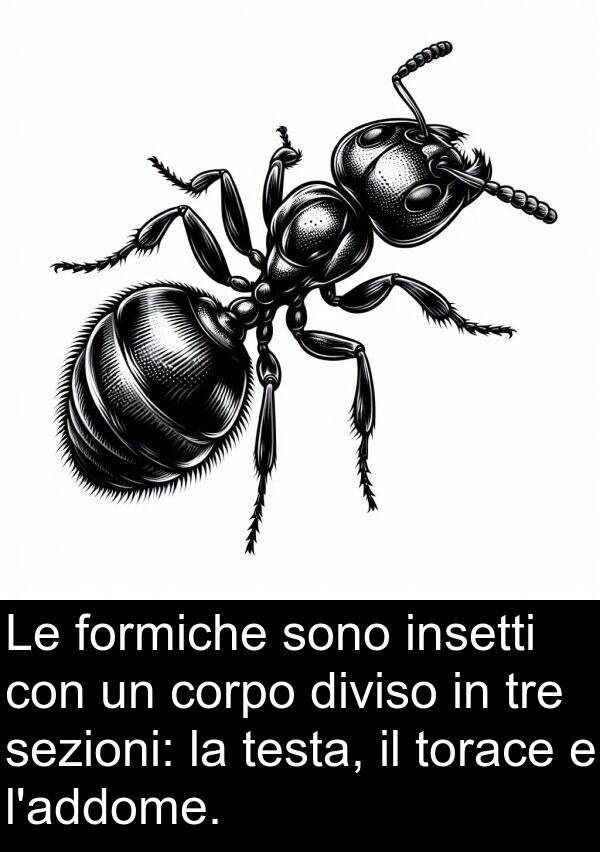 testa: Le formiche sono insetti con un corpo diviso in tre sezioni: la testa, il torace e l'addome.