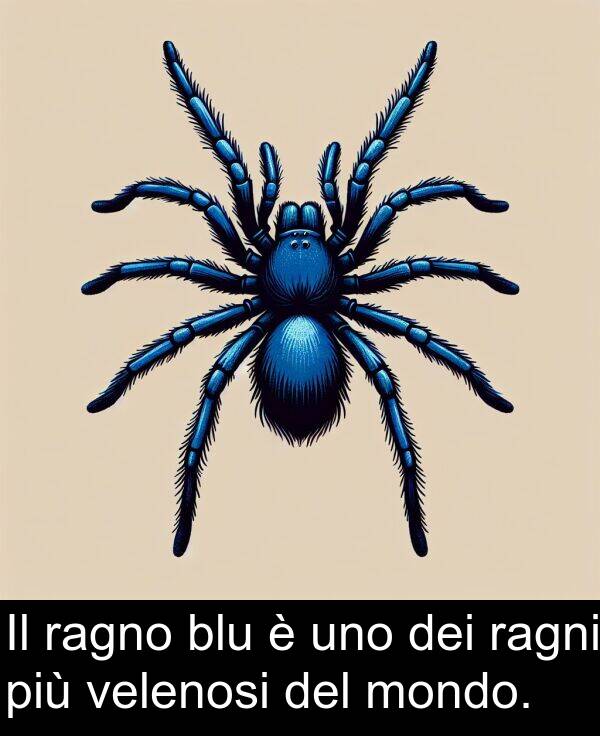 ragno: Il ragno blu è uno dei ragni più velenosi del mondo.