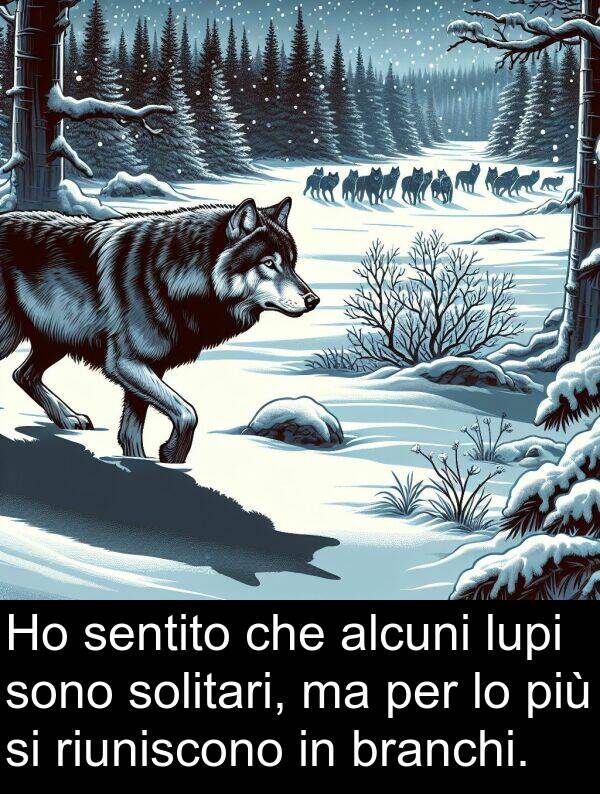 alcuni: Ho sentito che alcuni lupi sono solitari, ma per lo più si riuniscono in branchi.