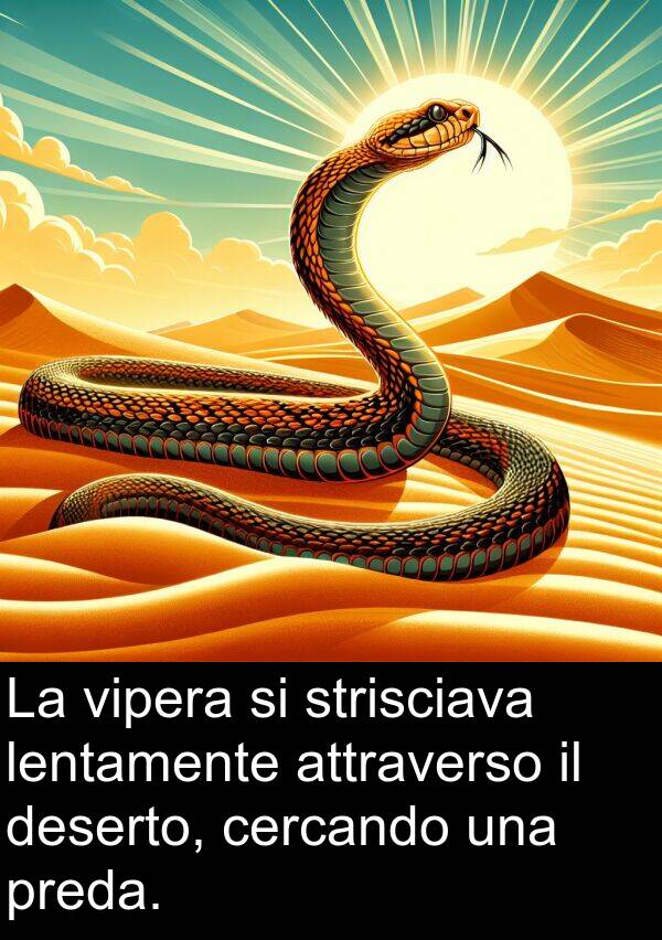 deserto: La vipera si strisciava lentamente attraverso il deserto, cercando una preda.