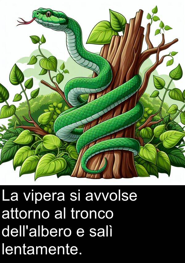 lentamente: La vipera si avvolse attorno al tronco dell'albero e salì lentamente.