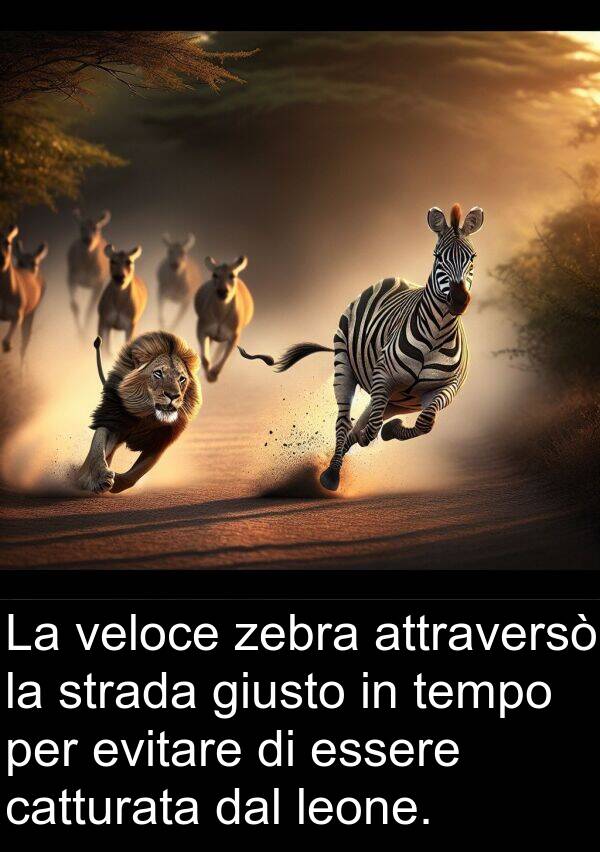 zebra: La veloce zebra attraversò la strada giusto in tempo per evitare di essere catturata dal leone.