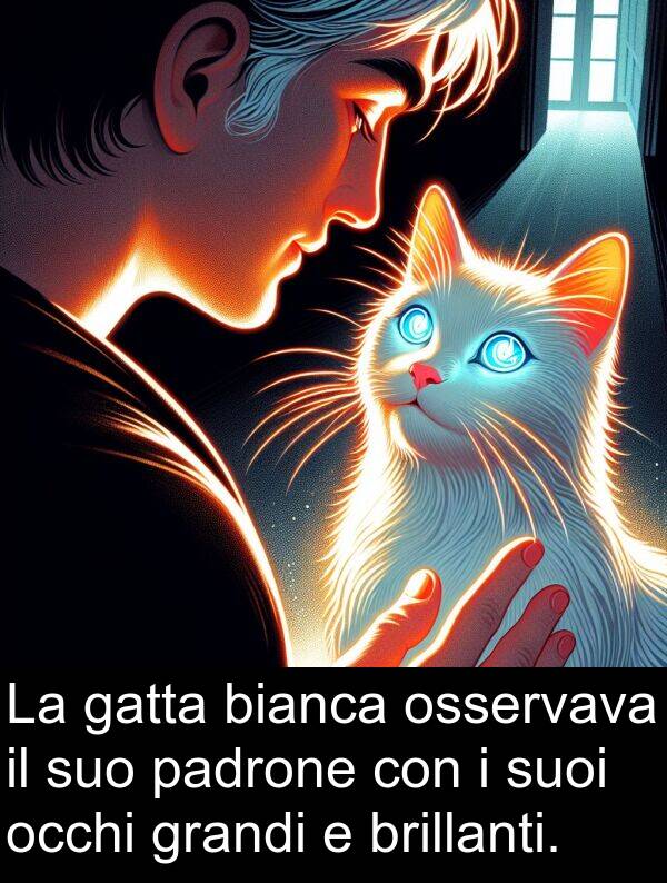 padrone: La gatta bianca osservava il suo padrone con i suoi occhi grandi e brillanti.