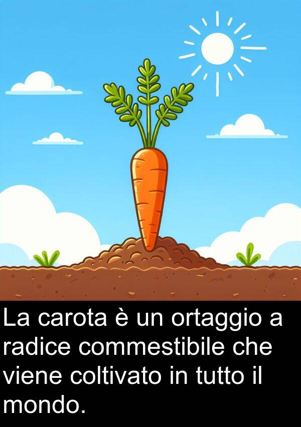 radice: La carota è un ortaggio a radice commestibile che viene coltivato in tutto il mondo.