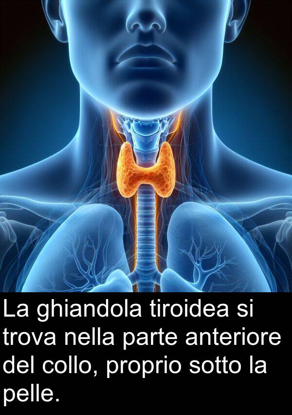 sotto: La ghiandola tiroidea si trova nella parte anteriore del collo, proprio sotto la pelle.