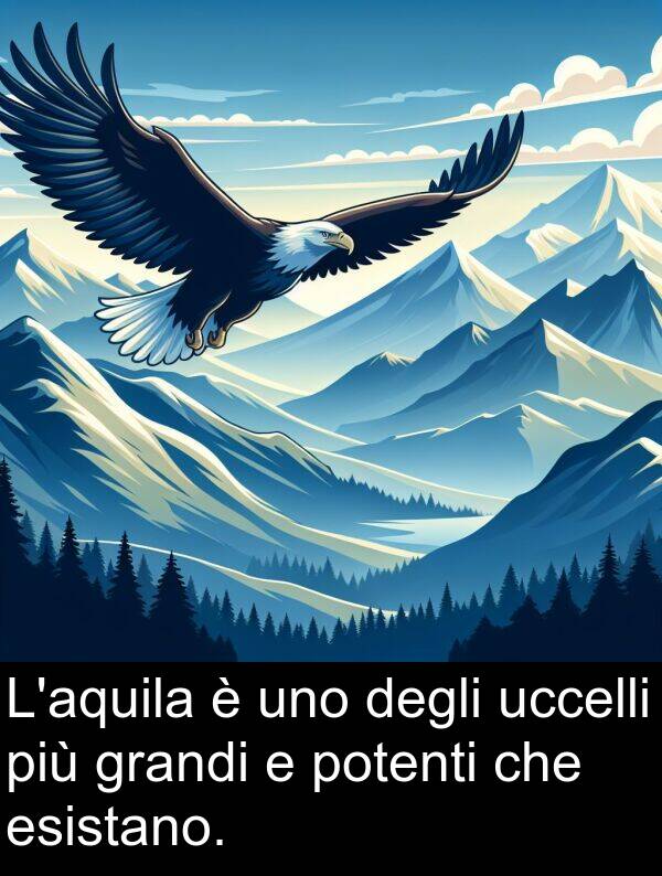 uccelli: L'aquila è uno degli uccelli più grandi e potenti che esistano.