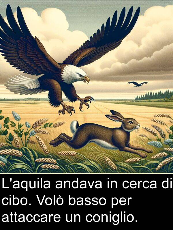 basso: L'aquila andava in cerca di cibo. Volò basso per attaccare un coniglio.
