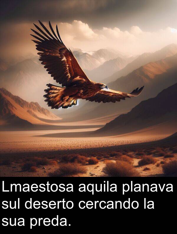 deserto: Lmaestosa aquila planava sul deserto cercando la sua preda.