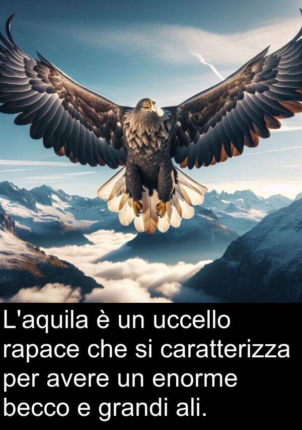 becco: L'aquila è un uccello rapace che si caratterizza per avere un enorme becco e grandi ali.