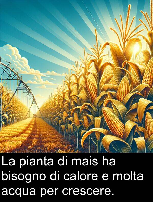 acqua: La pianta di mais ha bisogno di calore e molta acqua per crescere.