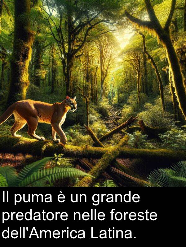 nelle: Il puma è un grande predatore nelle foreste dell'America Latina.