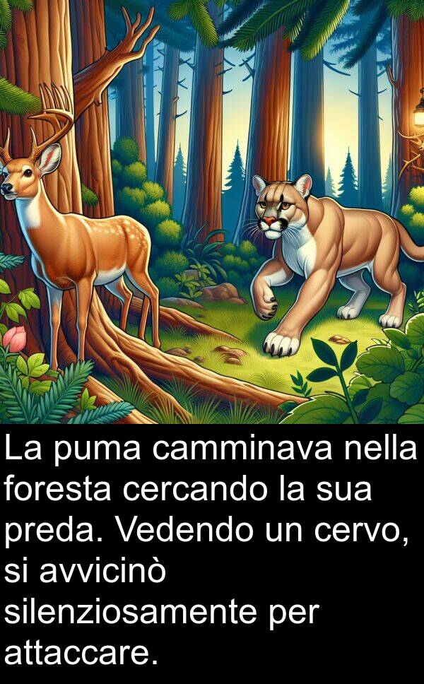 camminava: La puma camminava nella foresta cercando la sua preda. Vedendo un cervo, si avvicinò silenziosamente per attaccare.