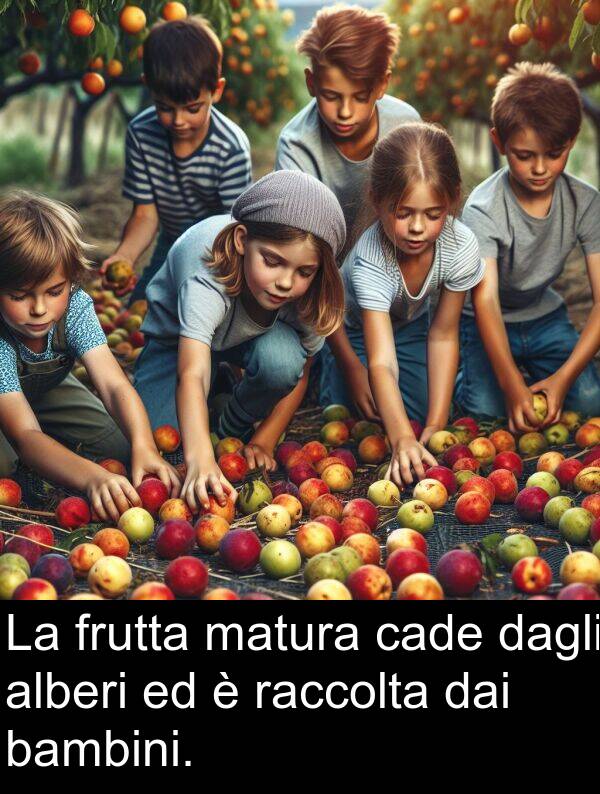 dai: La frutta matura cade dagli alberi ed è raccolta dai bambini.