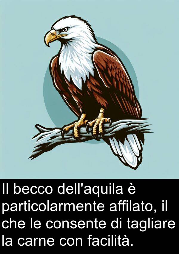 becco: Il becco dell'aquila è particolarmente affilato, il che le consente di tagliare la carne con facilità.