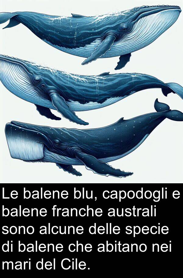 abitano: Le balene blu, capodogli e balene franche australi sono alcune delle specie di balene che abitano nei mari del Cile.