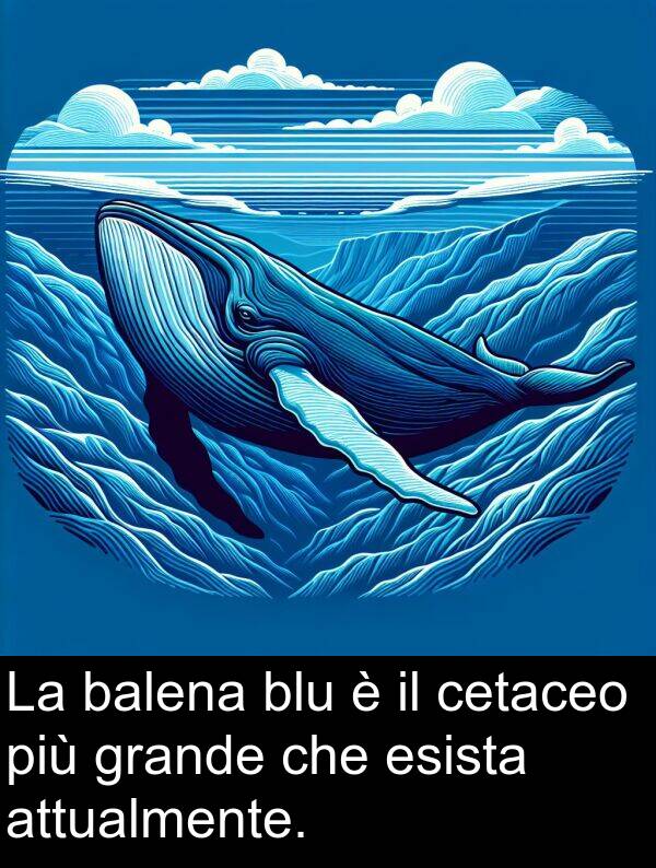 balena: La balena blu è il cetaceo più grande che esista attualmente.