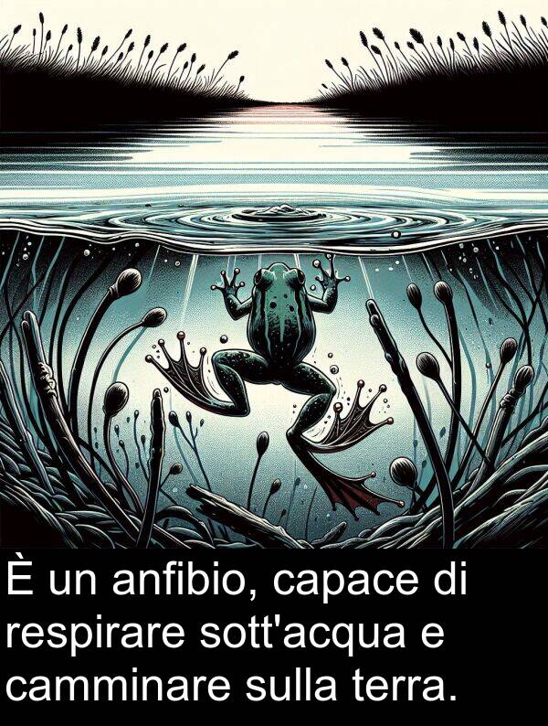 camminare: È un anfibio, capace di respirare sott'acqua e camminare sulla terra.