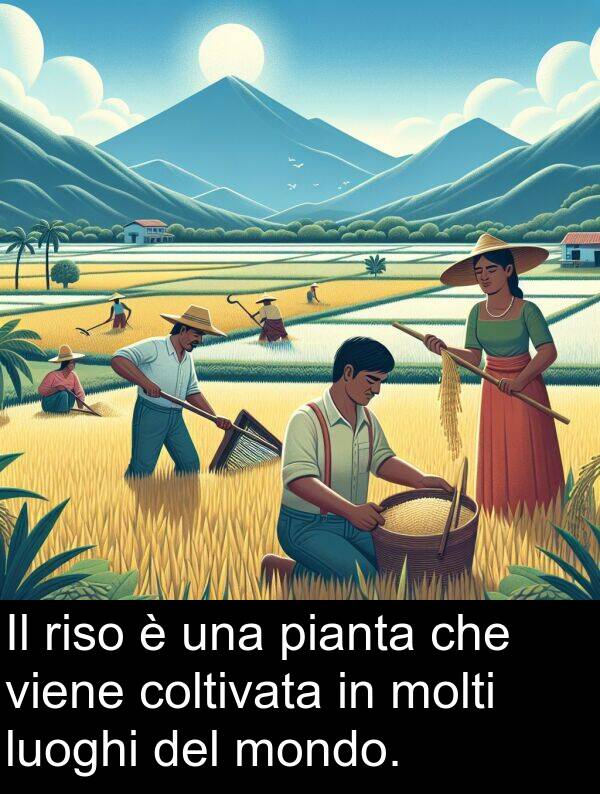 pianta: Il riso è una pianta che viene coltivata in molti luoghi del mondo.