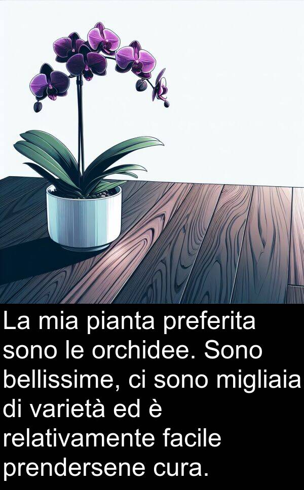 orchidee: La mia pianta preferita sono le orchidee. Sono bellissime, ci sono migliaia di varietà ed è relativamente facile prendersene cura.