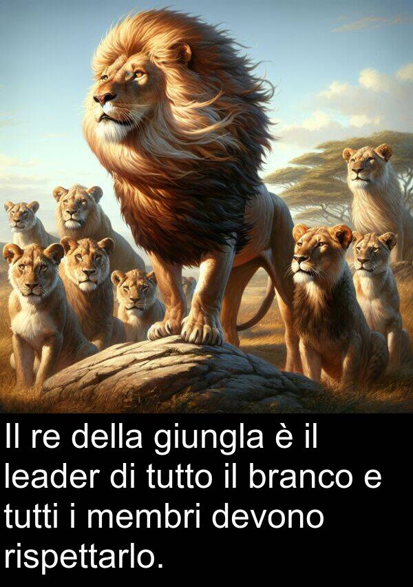 giungla: Il re della giungla è il leader di tutto il branco e tutti i membri devono rispettarlo.