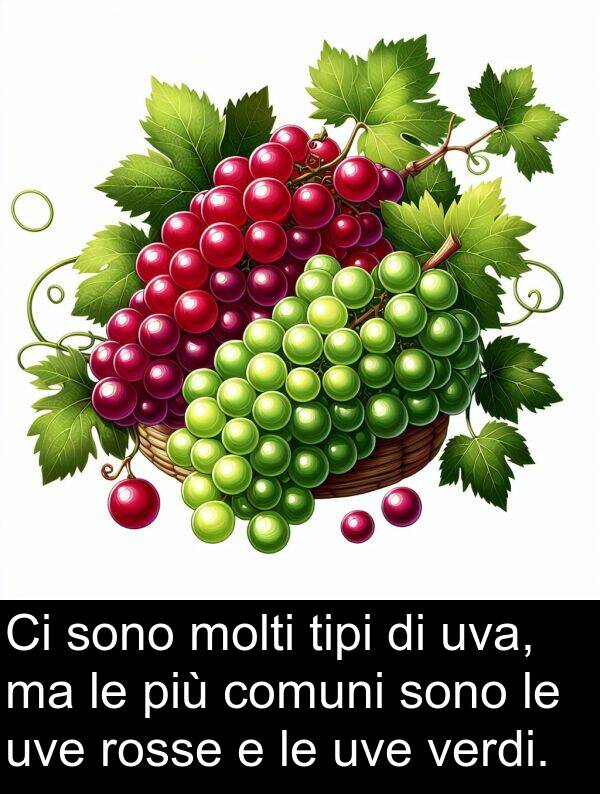 uva: Ci sono molti tipi di uva, ma le più comuni sono le uve rosse e le uve verdi.