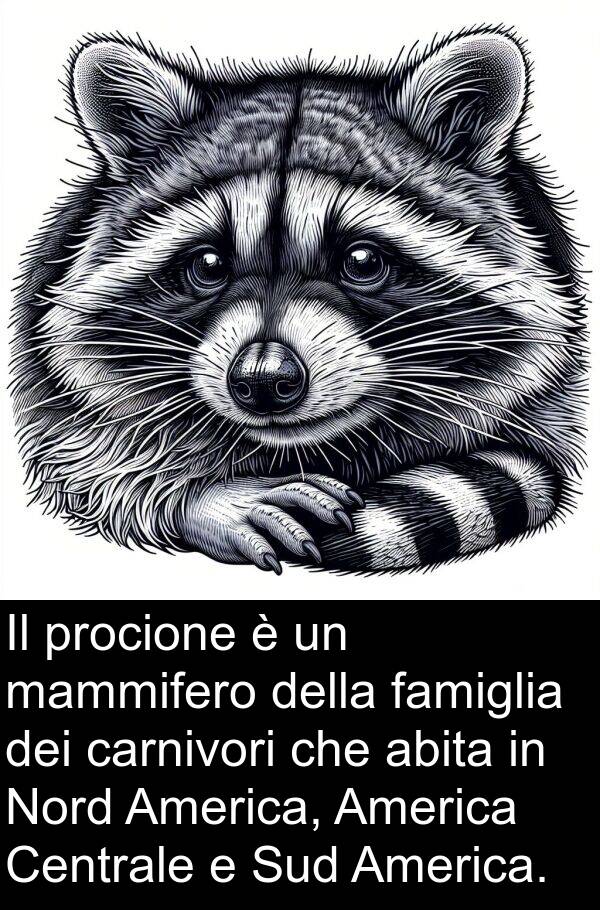 abita: Il procione è un mammifero della famiglia dei carnivori che abita in Nord America, America Centrale e Sud America.
