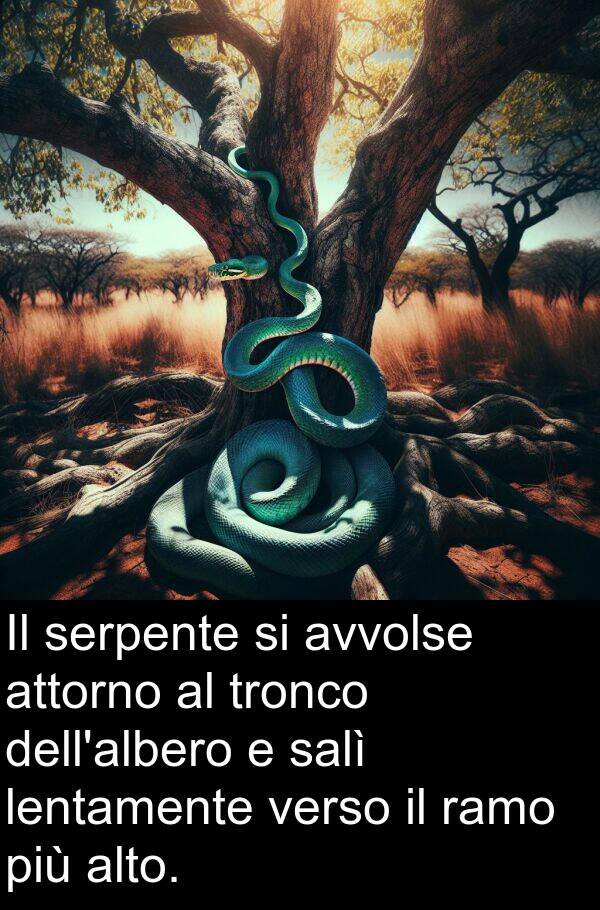 ramo: Il serpente si avvolse attorno al tronco dell'albero e salì lentamente verso il ramo più alto.