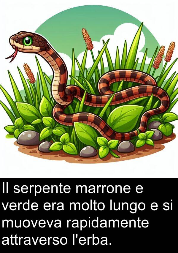 rapidamente: Il serpente marrone e verde era molto lungo e si muoveva rapidamente attraverso l'erba.