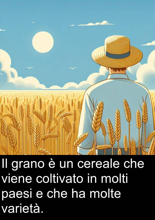 paesi: Il grano è un cereale che viene coltivato in molti paesi e che ha molte varietà.