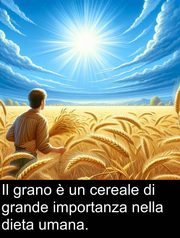 importanza: Il grano è un cereale di grande importanza nella dieta umana.