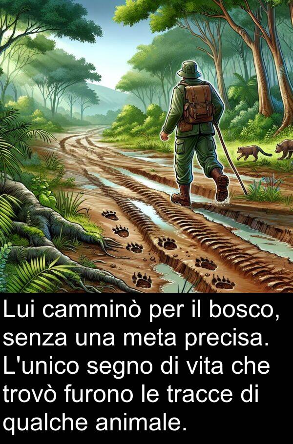 qualche: Lui camminò per il bosco, senza una meta precisa. L'unico segno di vita che trovò furono le tracce di qualche animale.