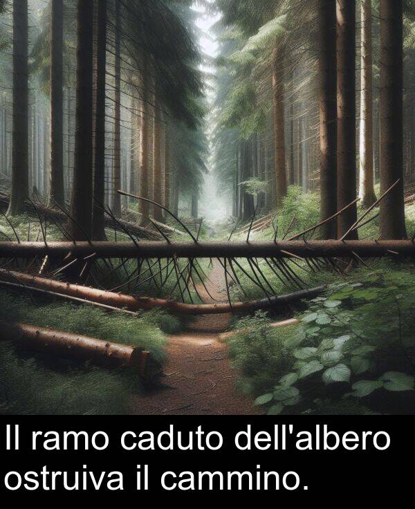 ramo: Il ramo caduto dell'albero ostruiva il cammino.