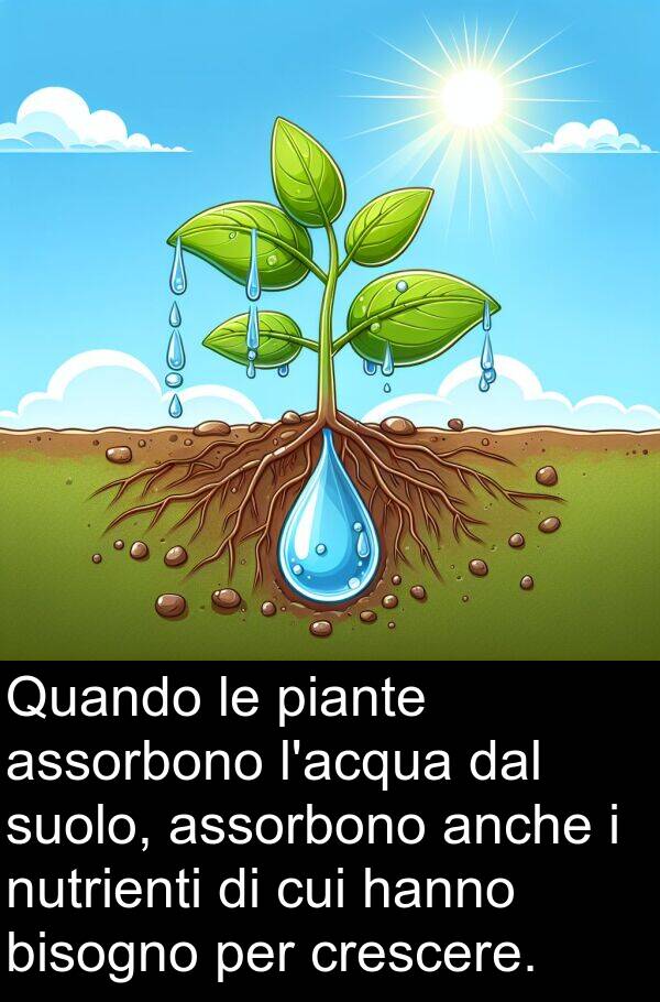 anche: Quando le piante assorbono l'acqua dal suolo, assorbono anche i nutrienti di cui hanno bisogno per crescere.