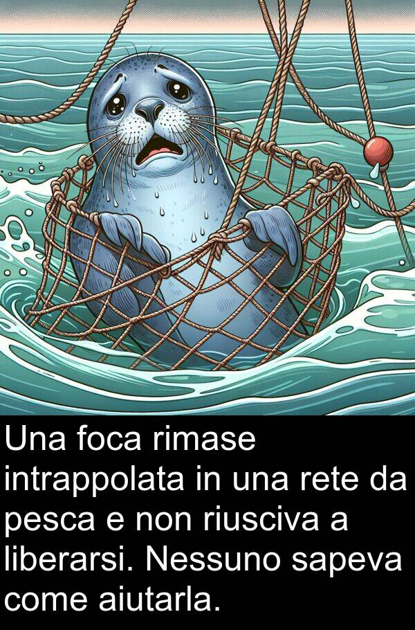 liberarsi: Una foca rimase intrappolata in una rete da pesca e non riusciva a liberarsi. Nessuno sapeva come aiutarla.