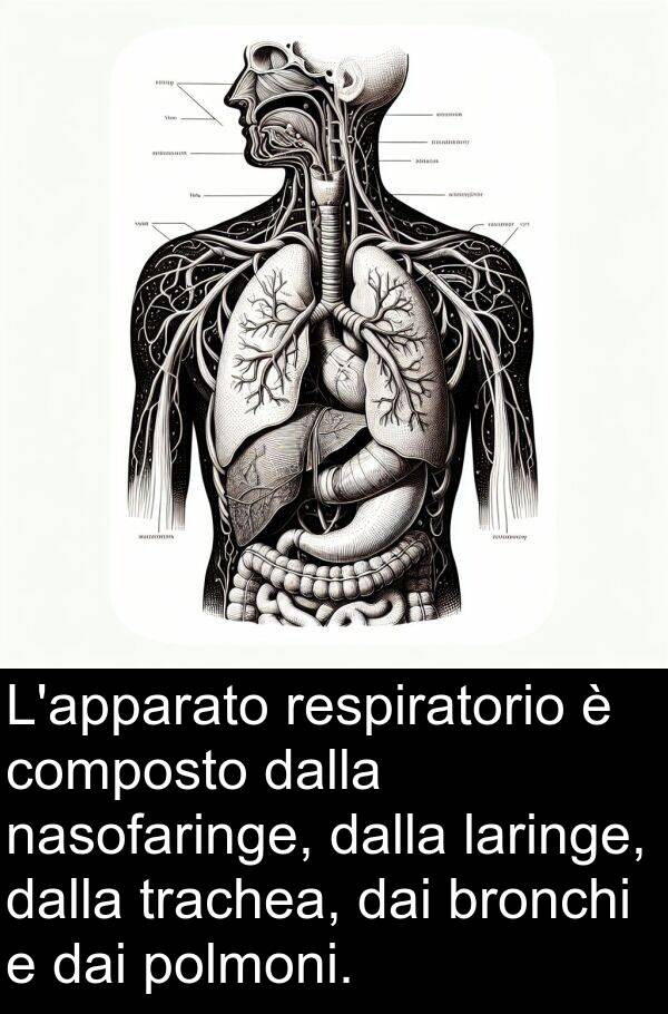 dai: L'apparato respiratorio è composto dalla nasofaringe, dalla laringe, dalla trachea, dai bronchi e dai polmoni.