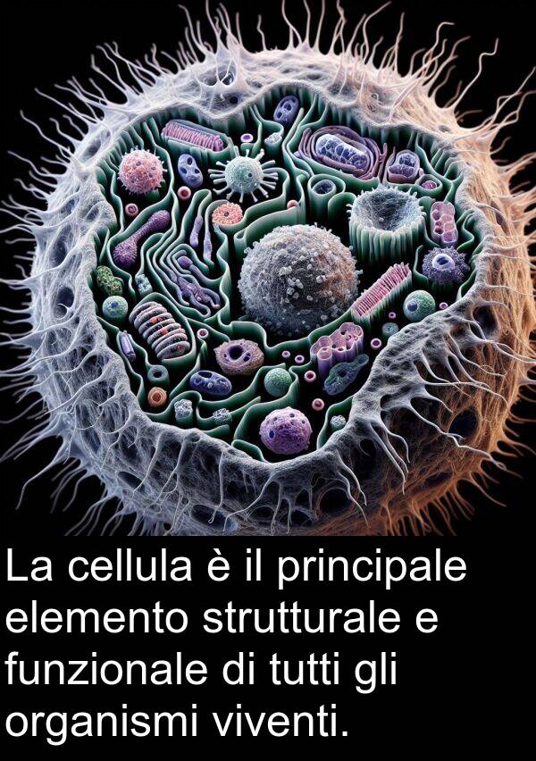 principale: La cellula è il principale elemento strutturale e funzionale di tutti gli organismi viventi.