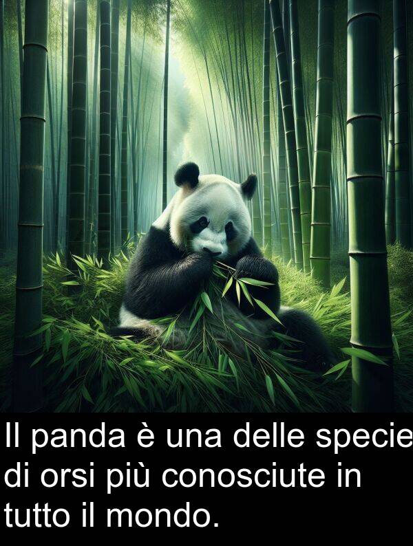 panda: Il panda è una delle specie di orsi più conosciute in tutto il mondo.