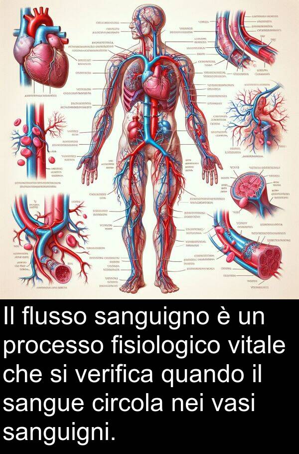 verifica: Il flusso sanguigno è un processo fisiologico vitale che si verifica quando il sangue circola nei vasi sanguigni.