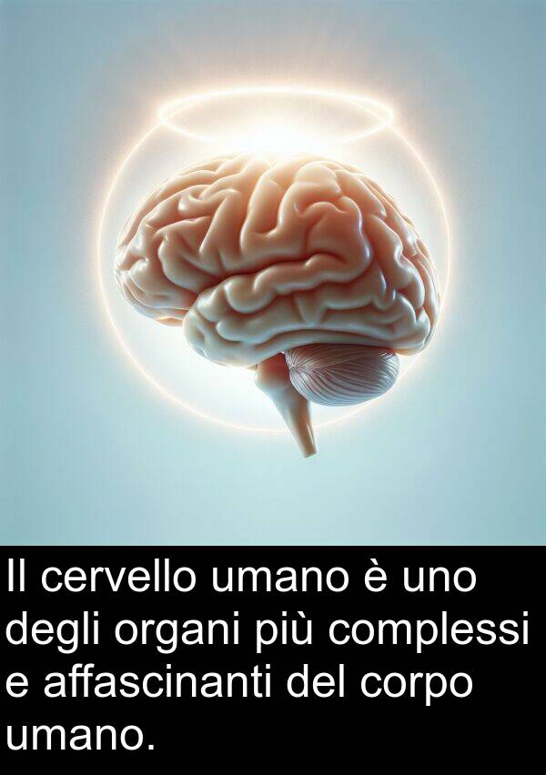 umano: Il cervello umano è uno degli organi più complessi e affascinanti del corpo umano.