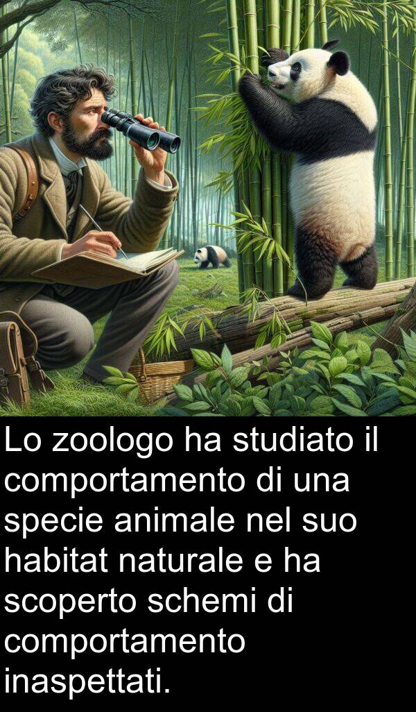 schemi: Lo zoologo ha studiato il comportamento di una specie animale nel suo habitat naturale e ha scoperto schemi di comportamento inaspettati.