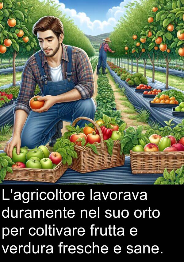 verdura: L'agricoltore lavorava duramente nel suo orto per coltivare frutta e verdura fresche e sane.