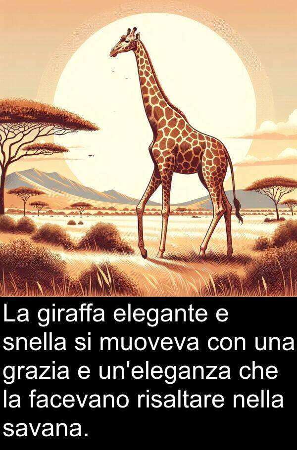 giraffa: La giraffa elegante e snella si muoveva con una grazia e un'eleganza che la facevano risaltare nella savana.