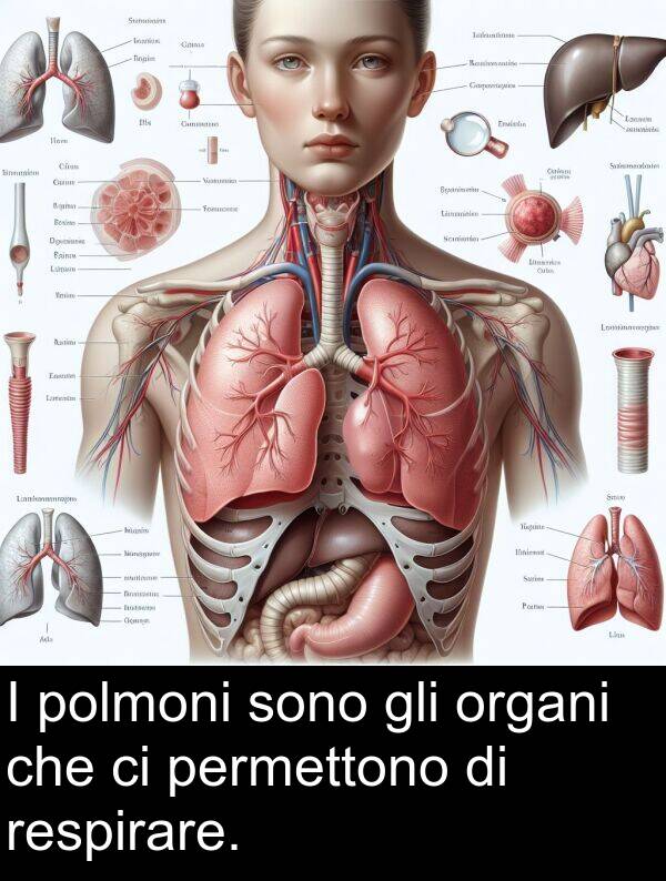 organi: I polmoni sono gli organi che ci permettono di respirare.