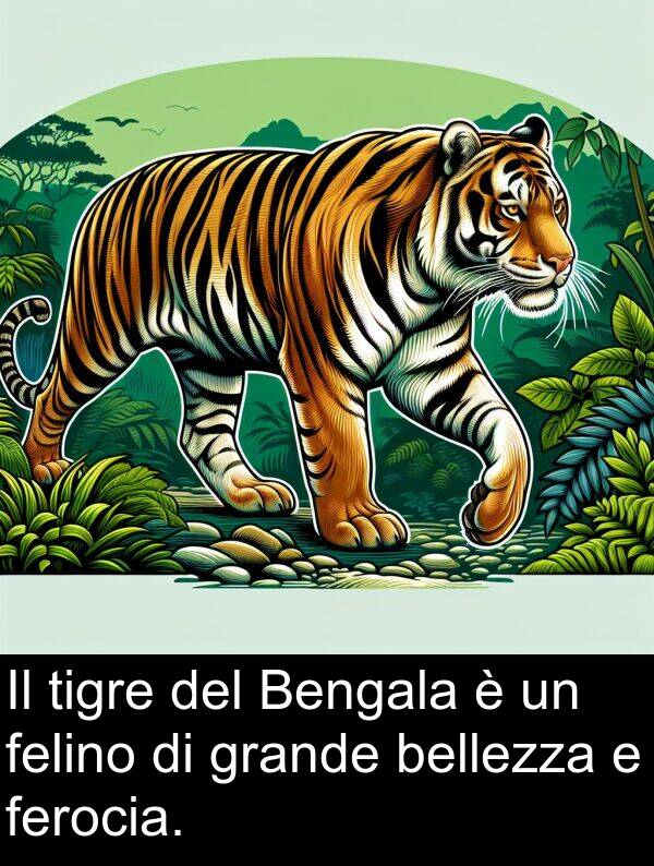 felino: Il tigre del Bengala è un felino di grande bellezza e ferocia.