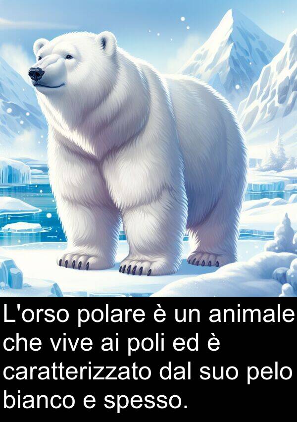 caratterizzato: L'orso polare è un animale che vive ai poli ed è caratterizzato dal suo pelo bianco e spesso.